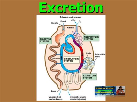 SONU ACADEMY: CONCEPT OF EXCRETION-TEXT