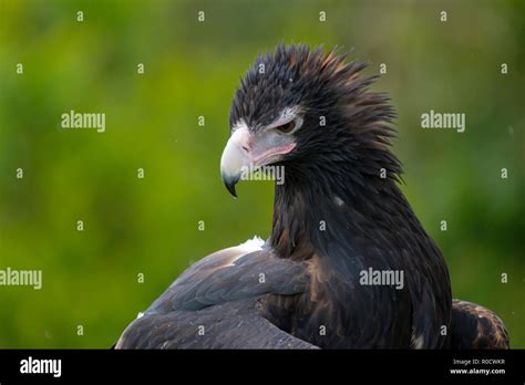 Wedgetail Eagle - Birds of Prey Show - O'Reilly's Rainforest Retreat ...