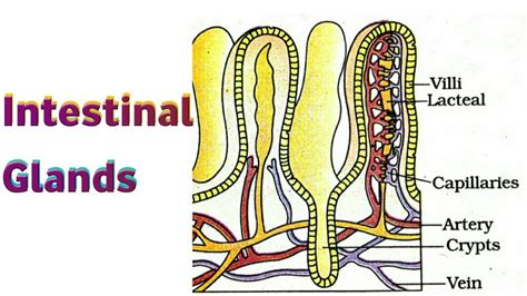 Intestinal Glands, Digestion and Absorption - YouTube