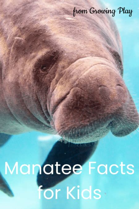 Manatee Facts for Kids - Growing Play