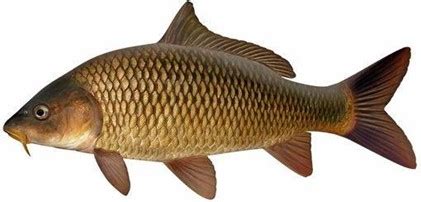 Close up on European Carp | Fishcare Victoria