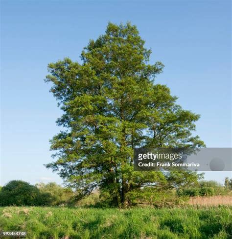 500 Black Alder Tree Stock Photos, High-Res Pictures, and Images ...