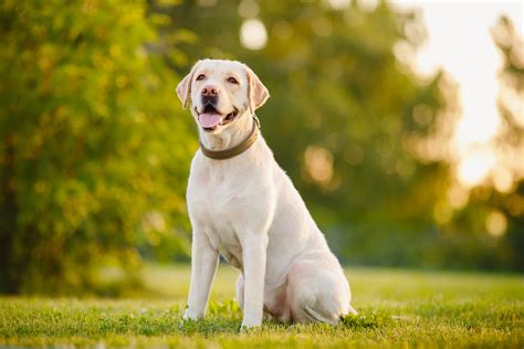 Breed Spotlight: All About the Labrador Retriever - Animal Care Center