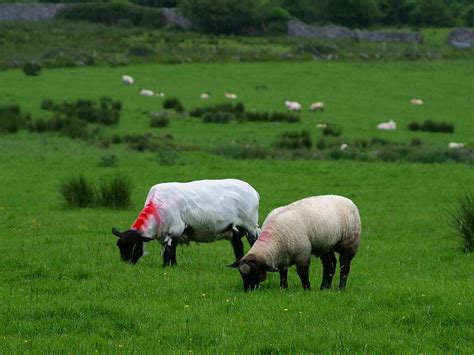 What eats Grass? | Grass Eaters | Food Chain | Earth Life