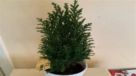 How To Grow & Care Ellwoodii Tree Indoors – The Quickest 7 Way – Top ...