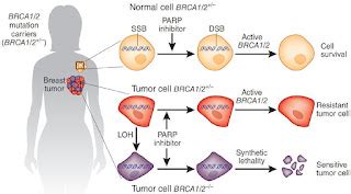 Punnett's Square: The First Treatment For Breast Cancer