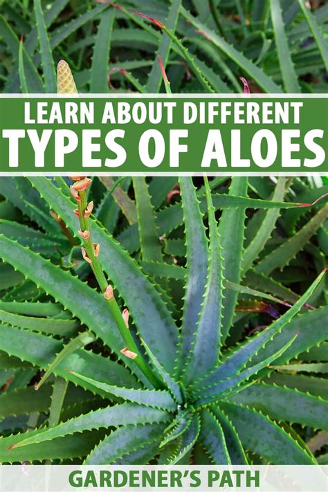 What Are the Different Types of Aloe? | Gardener’s Path