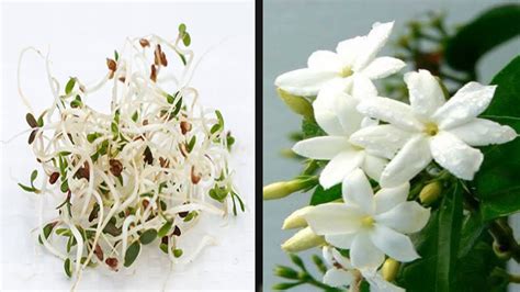 Jasmine Flower Tree Plantation | Best Flower Site