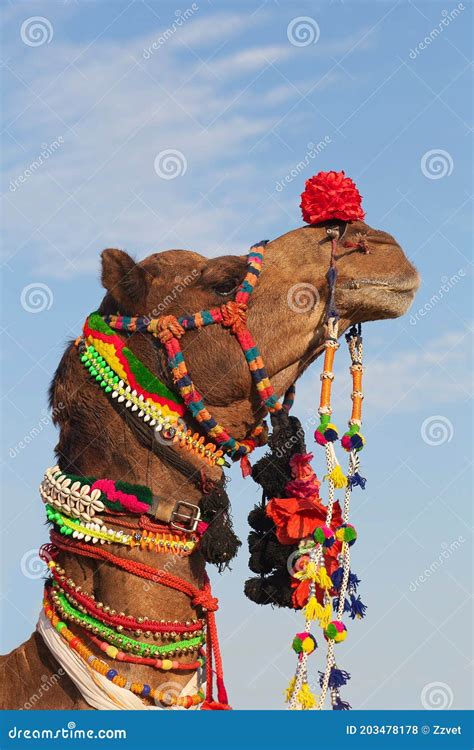 Decorated Camel Taking Part At Annual Pushkar Camel Mela Holiday ...