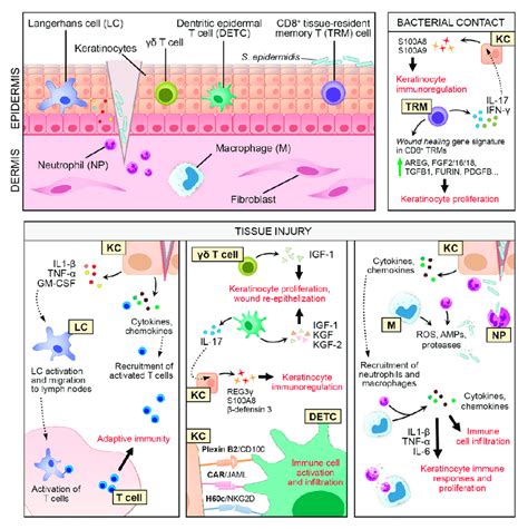 Keratinocyte-immune cell crosstalk in skin wound healing. Keratinocyte ...