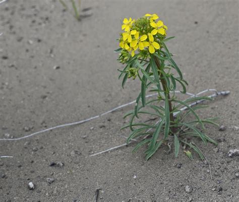 The Great Sandy Desert of Oregon – Following Raven's Call to Adventure