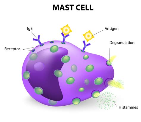 Mast Cell Activation Syndrome - Sanctuary Functional Medicine