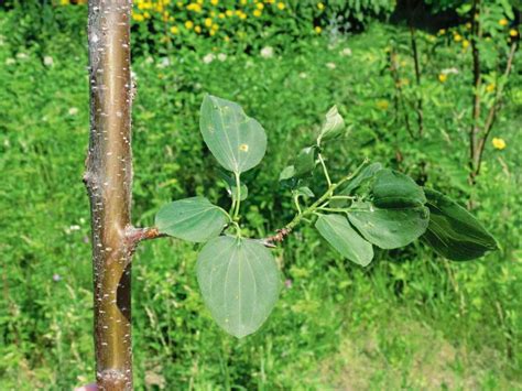 Common Buckthorn – Profile and Resources | Invasive Species Centre