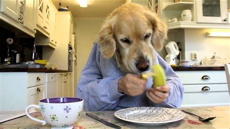 Funny Pictures Of Dogs Eating / Or simply looking for pictures of a ...