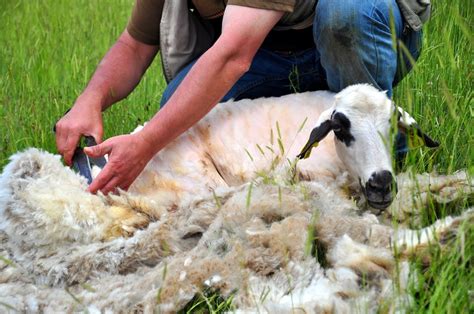 3 Effective Sheep Shearing Techniques - Homesteader DepotHomesteader Depot