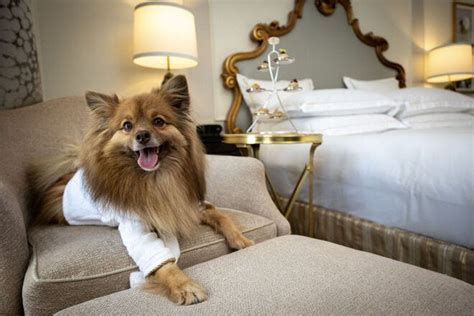 10 best pet-friendly hotels in the US: Where to stay, play, and pamper ...