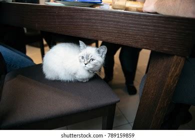 Cat Under Table People Stock Photo 789159859 | Shutterstock