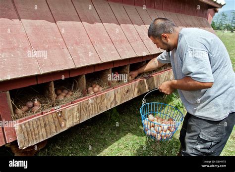 Farmer gathering 'free range' chicken eggs Stock Photo, Royalty Free ...