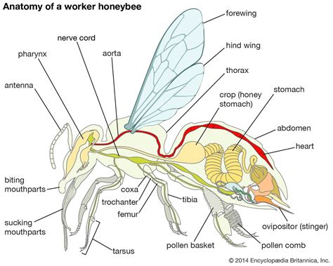 Beekeeping - Disease and pest control | Britannica