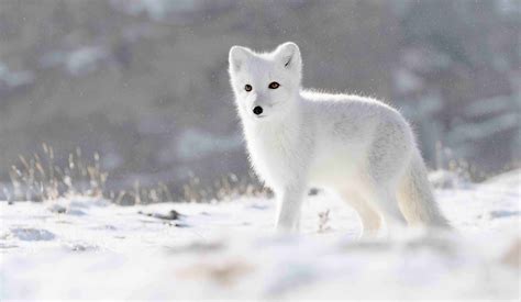 Arctic Fox Facts: 40 Frosty Facts About These Furry Foxes - Facts.net