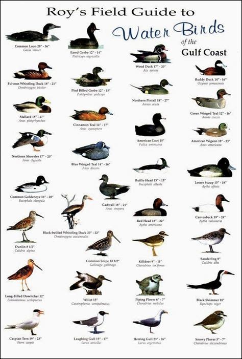 Texas Duck Identification Chart