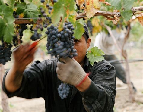 The Harvest - A Year in The Vineyard - Feature Articles - GuildSomm ...