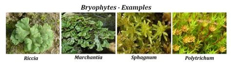 Difference between Bryophytes and Pteridophytes | EasyBiologyClass