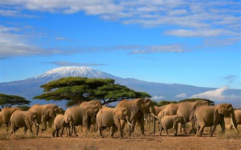 Elephants Herd Tree Mount Kilimanjaro, Kenya Beautiful Wallpaper Hd ...