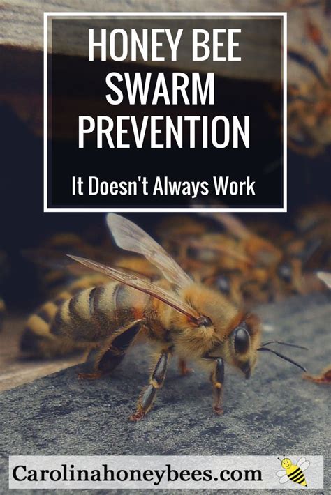 Swarm Prevention in Honey Bees - Carolina Honeybees | Honey bee swarm ...