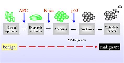 Functional Domains Of The Arac Protein