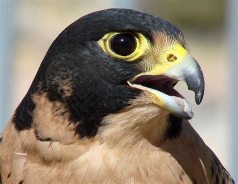 Falcon Facts, Types, Classification, Habitat, Diet, Adaptations