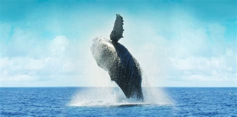 Whale Watching Charter Destinations - Yacht Charter News and Boating Blog