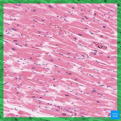 Cardiac muscle tissue histology | Kenhub