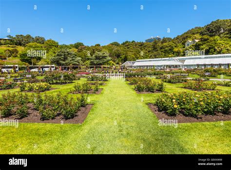 The Lady Norwood rose garden in the Wellington Botanic Garden ...