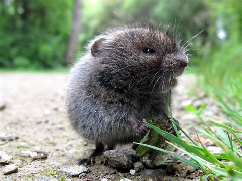 Meadow Vole - Coniferous Forest