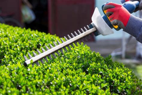 The Best Battery-Powered Hedge Trimmers in 2024 - shelf