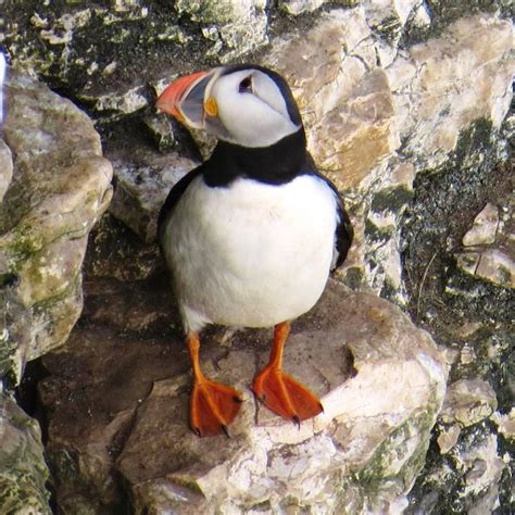 Dannysbirds: Bempton Cliffs Puffins