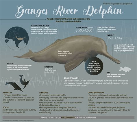 Ganges River Dolphin: Facts, Population, and Protection Status