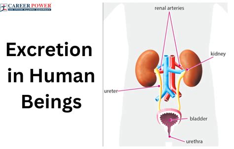 Types Of Excretion In Humans