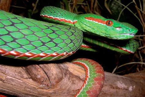 Emerald Green Pit Viper: Beautiful-bright-venomous snake in Southeast ...