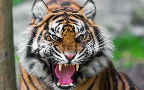 Tiger Roar Wallpapers - Top Free Tiger Roar Backgrounds - WallpaperAccess