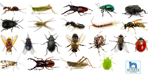 20 Insect Facts by Hulett Environmental Services