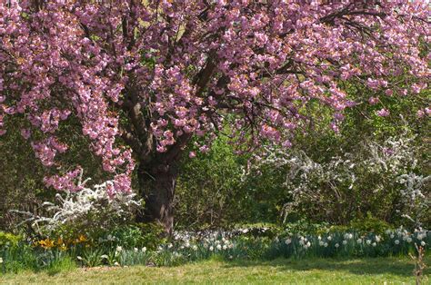 Japanese Flowering Cherry Plant: Care and Growing Guide