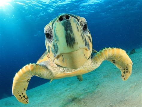 Hawksbill Sea Turtle | Sea Turtle Facts and Information