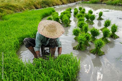 Old farmer working on rice plantation Stock Photo | Adobe Stock