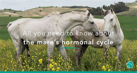 5 Things to Know About the Mare’s Heat Cycle