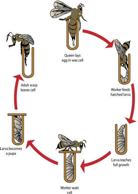 alien Mordrin communication life cycle of wasps nest Persistent sarcoma ...