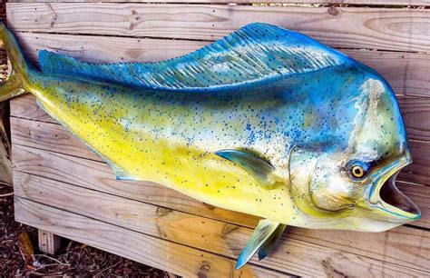 Dolphinfish – "OCEAN TREASURES" Memorial Library