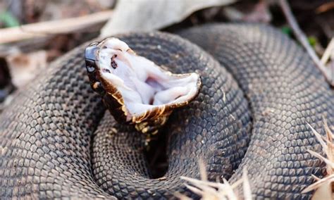 Florida Banded Watersnake Vs Cottonmouth: 5 Key Differences - A-Z Animals