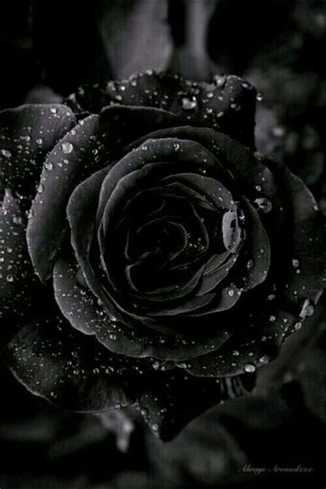 Black Rose Aesthetic References – Mdqahtani